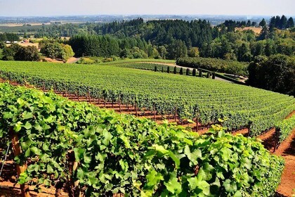Amador County Wine Tasting Tours (Private Tour 4 Hour)