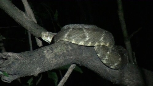 See Wild Snakes in the Jungles at Night