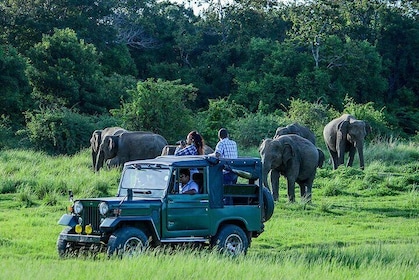 Udawalawe Safari Day Trip from Hambantota/Tangalle/Dikwella/Ella
