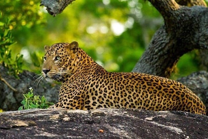 Yala Safari Day Trip from Hikkaduwa / Galle / Unawatuna / Mirissa -All-incl...