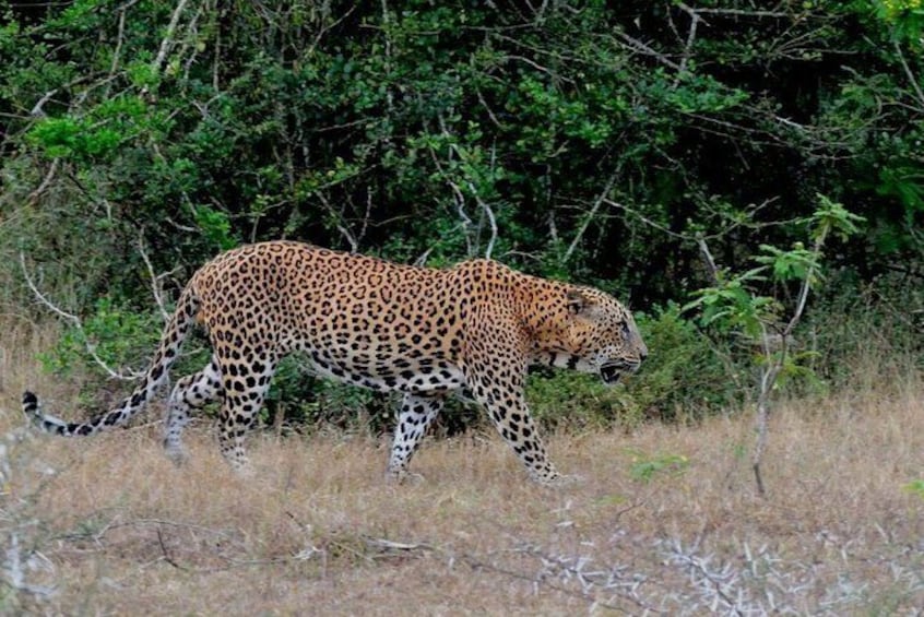 Yala Safari Day Trip from Hikkaduwa / Galle / Unawatuna / Mirissa -All Inclusive