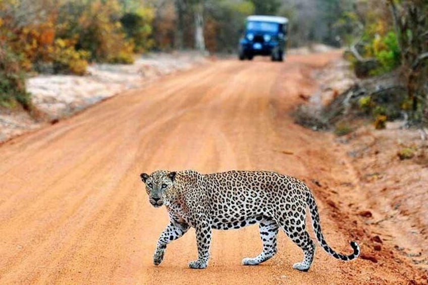 Yala National park, Yala