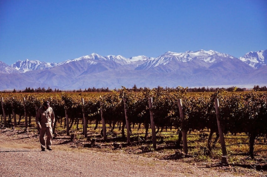 Best Uco Valley wine tour in Mendoza Argentina with Malbec paired lunch