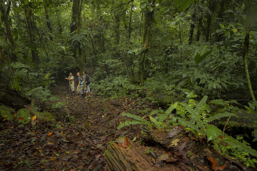 Children’s Eternal Rainforest Hike Tour