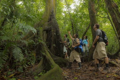 Wandeling door het eeuwige regenwoud voor kinderen