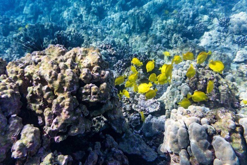 Guided Outrigger Canoe Tour in Kealakekua Bay