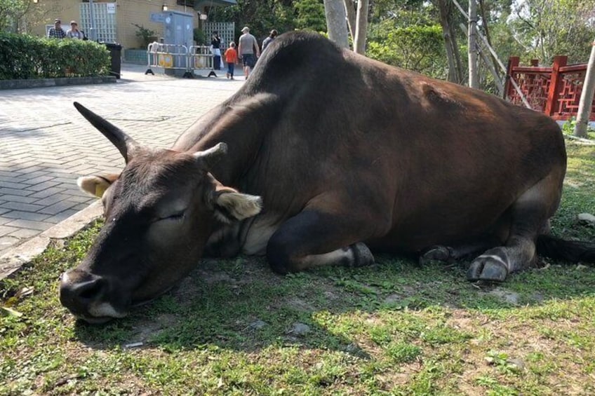 Native cows on Lantau Island