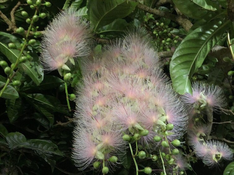 Miyakojima starry sky photo tour and jungle night tour