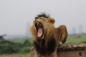 Nairobi National Park 4 hrs Guided Tour