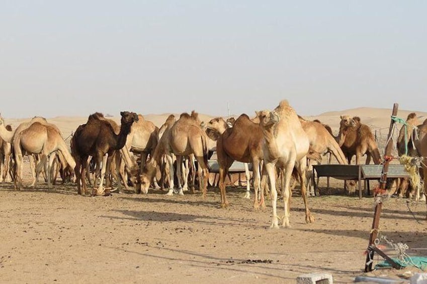 Camel Farm Visit 