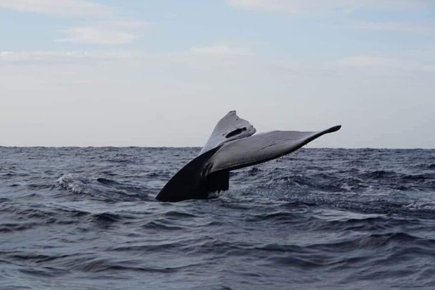 Whale Watching In Trincomalee 