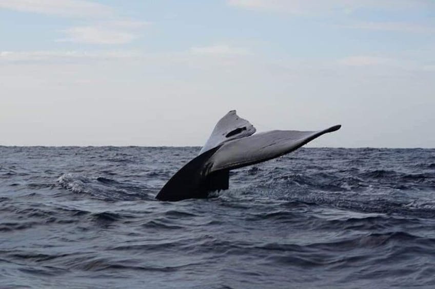 Whale Watching In Trincomalee
