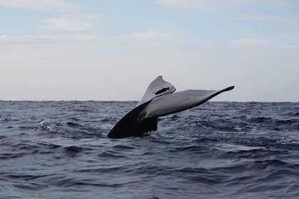 Whales & Dolphins Watching Trincomalee