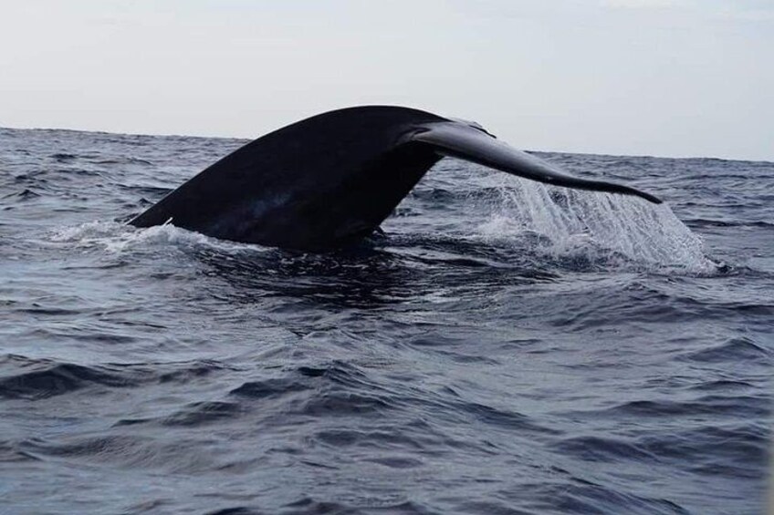Whale Watching In Trincomalee