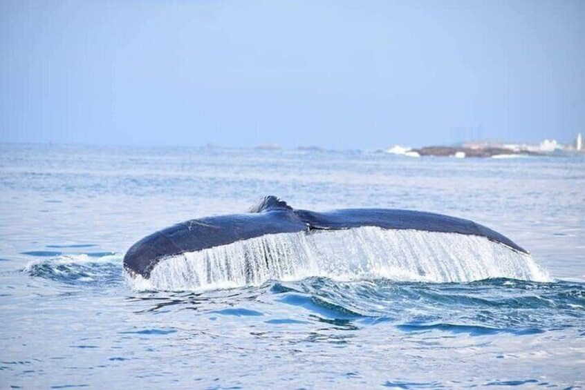 Whale Watching trincomalee
