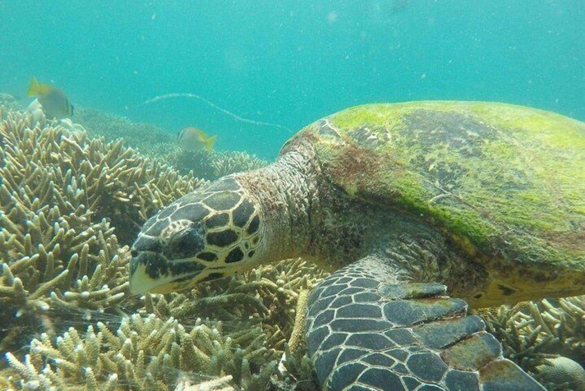Pigeon Island National Park Snorkeling Tour 