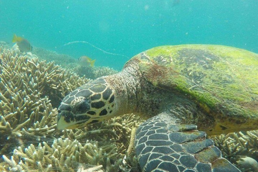 Pigeon Island National Park Snorkeling Tour