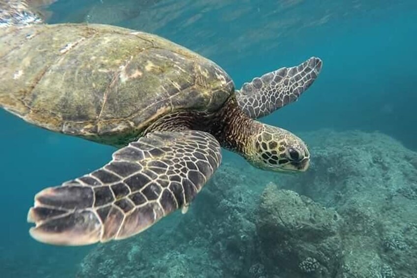Pigeon Island National Park Snorkelling Tour At Pigeon Island