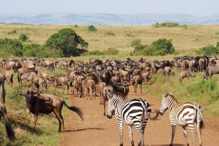 4 Days Great Migration Masai Mara Safari, Kenya