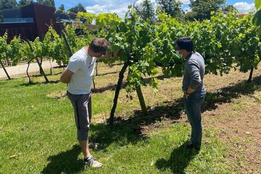 WINE SAFARI in Douro Valley w/picnic, Winery visit and tasting