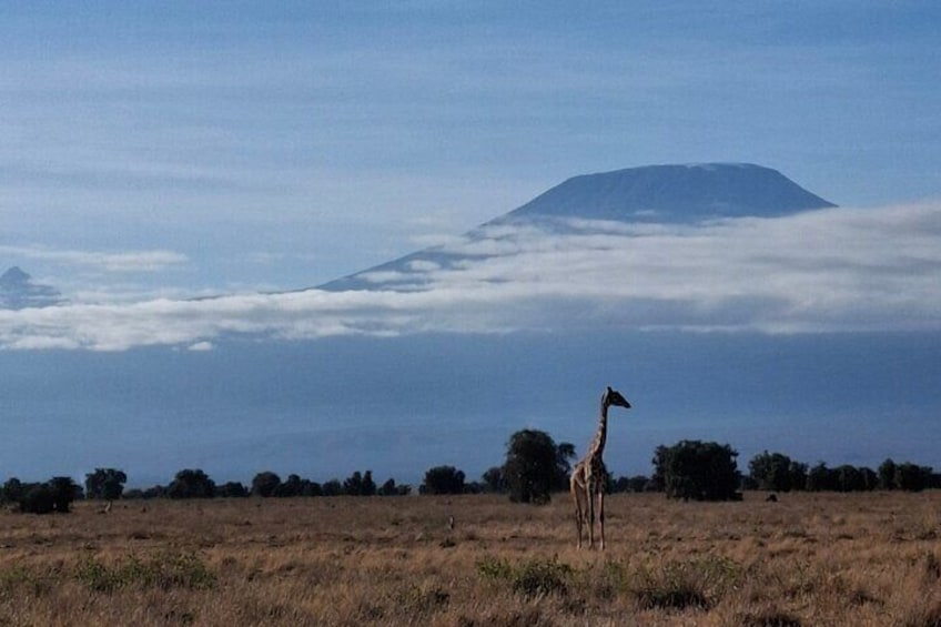 Amboseli Park & Kilimanjaro views Day tour