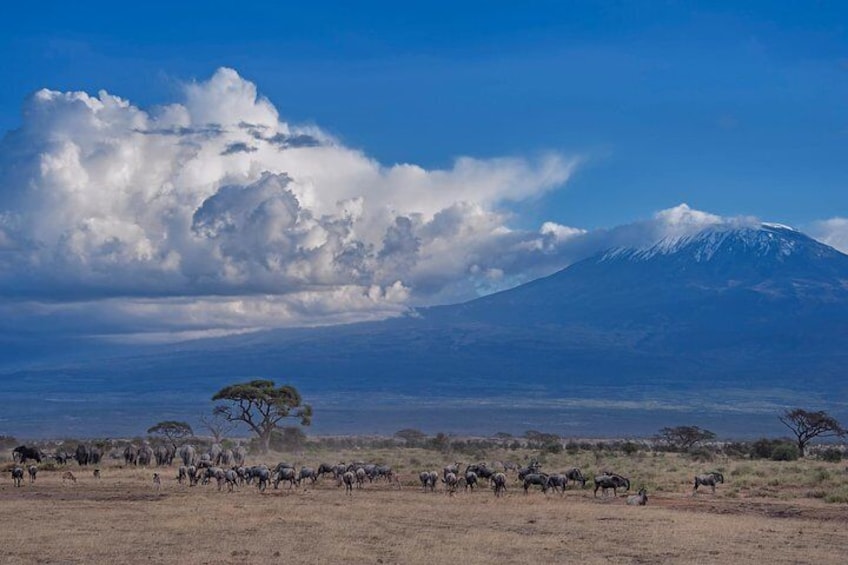 Amboseli Park & Kilimanjaro views Day tour