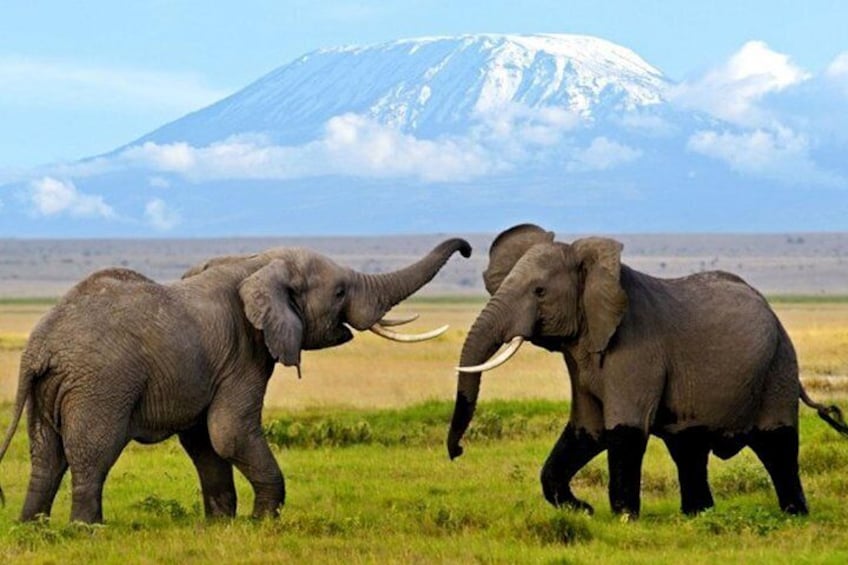 Amboseli Park & Kilimanjaro views Day tour