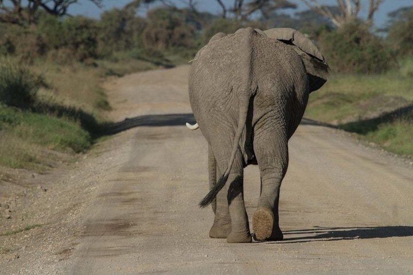 Amboseli Park & Kilimanjaro views Day tour