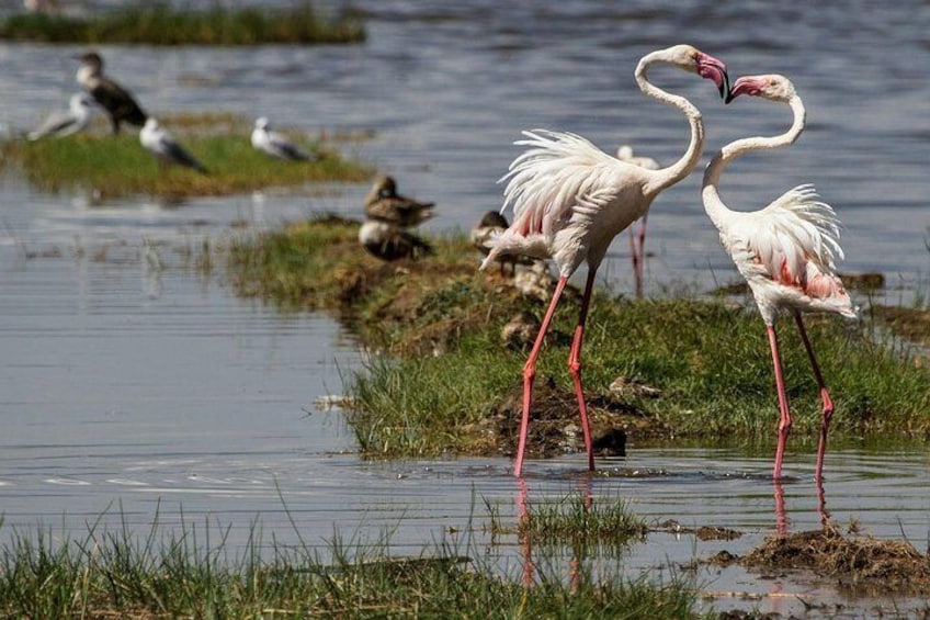 Amboseli Park & Kilimanjaro views Day tour