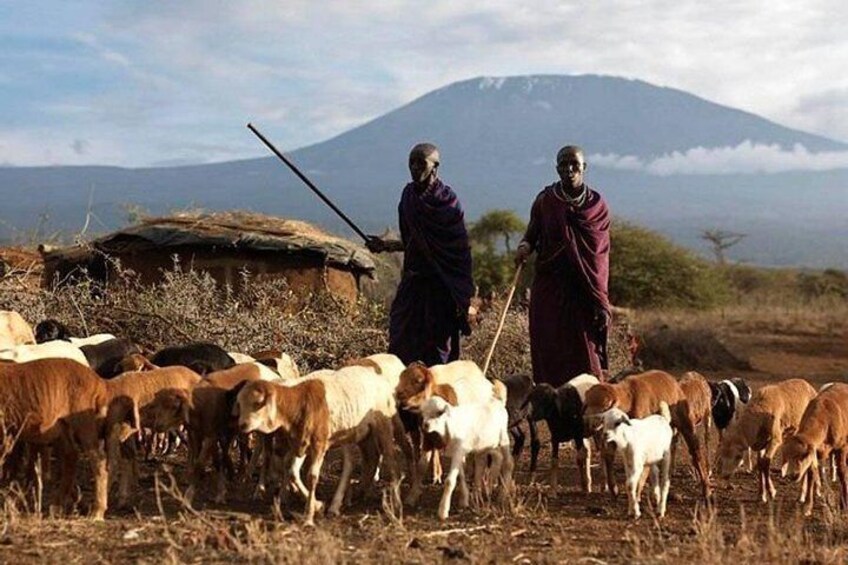 Maasai of Amboseli