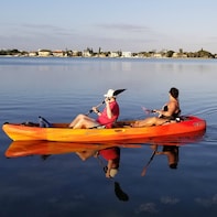 Self Guided Tour of the Lido Mangrove Tunnels (Double Kayak)