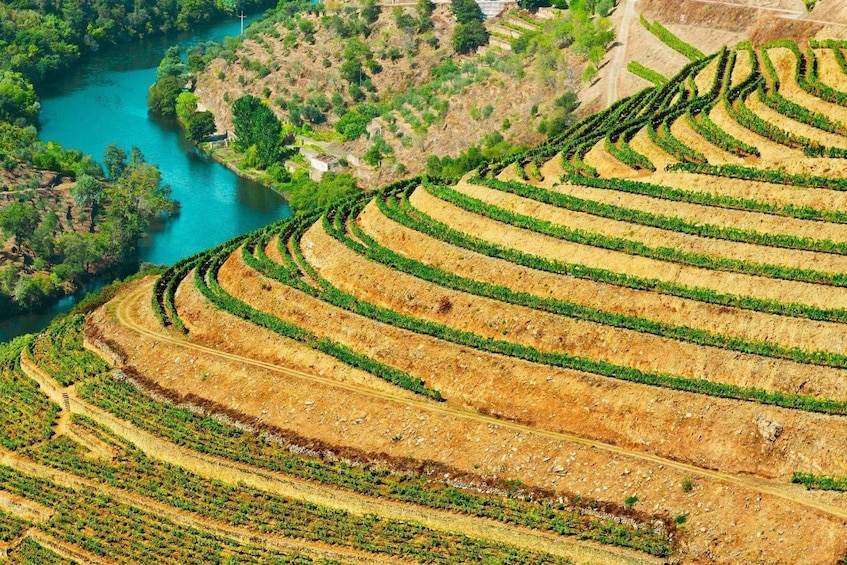 Douro Valley Tour: Wine Tasting, River Cruise and Lunch
