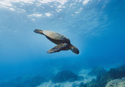 Turtle Canyon Catamaran Snorkeling Cruise dari Waikiki