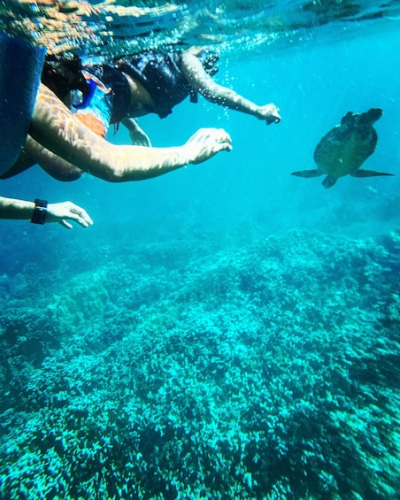 Turtle Canyon Snorkel Adventure