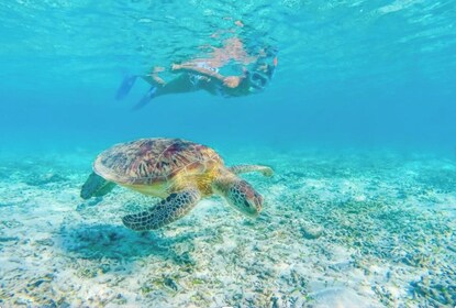 Turtle Canyon Katamaran Schnorcheltour ab Waikiki