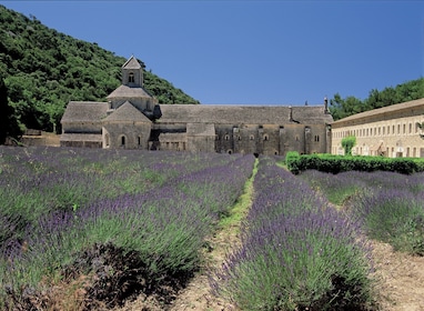 DISCOVERY OF THE TRUE PROVENCE - PRIVATE TOUR