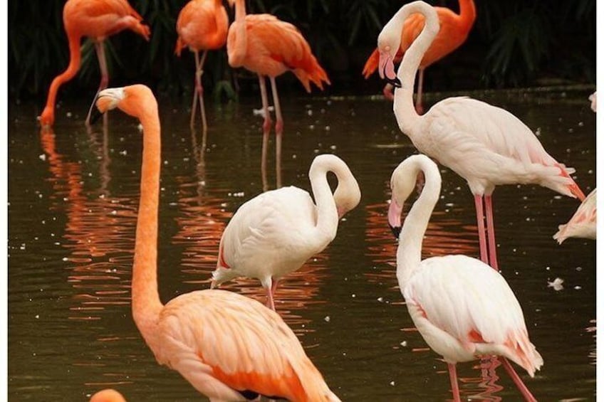 4 Days Wildlife Lodge Safari Tour in Kenya