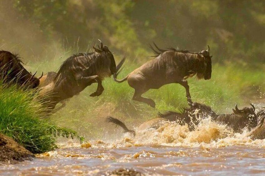 4 Days Wildlife Lodge Safari Tour in Kenya