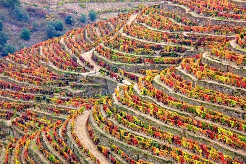 Douro Valley Tour - Wine tasting, boat and lunch from Régua