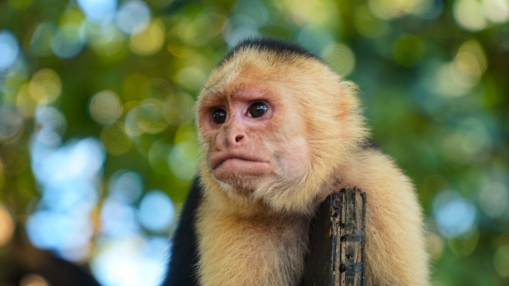 Day trip in Manuel Antonio National Park 