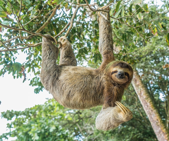 Manuel Antonio National Park Full Day trip with Lunch From San Jose