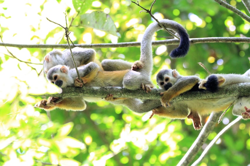 Day trip in Manuel Antonio National Park 