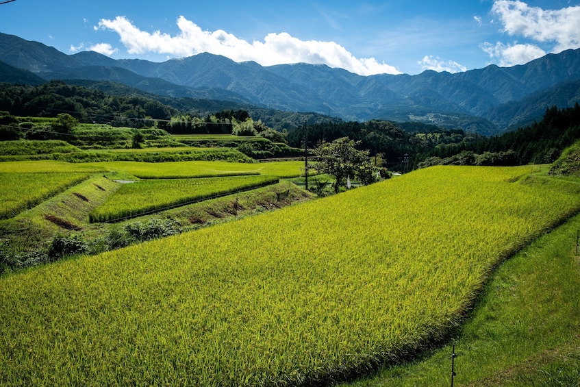 Show item 1 of 9. Nakasendo walking tour 2 days