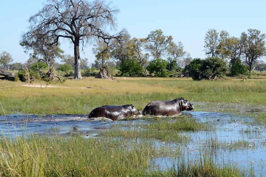 8 days-Best of Zambia, Botswana (Chobe) & Zimbabwe (Hwange) wildlife Safari