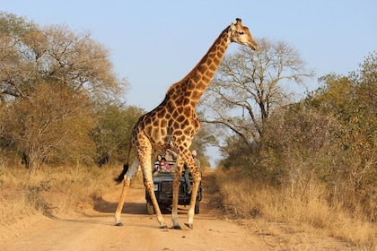 8 天 - 赞比亚、博茨瓦纳（乔贝）和津巴布韦（万基）最佳野生动物野生动物观光