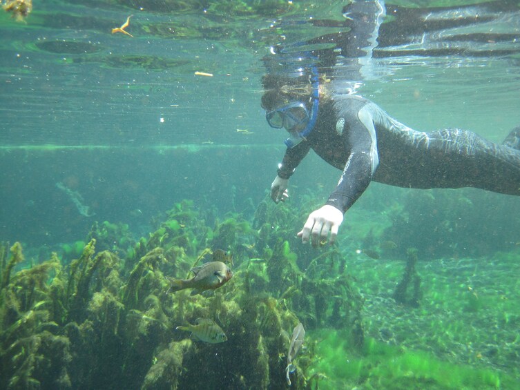 Show item 5 of 10. Alexander Springs Snorkeling