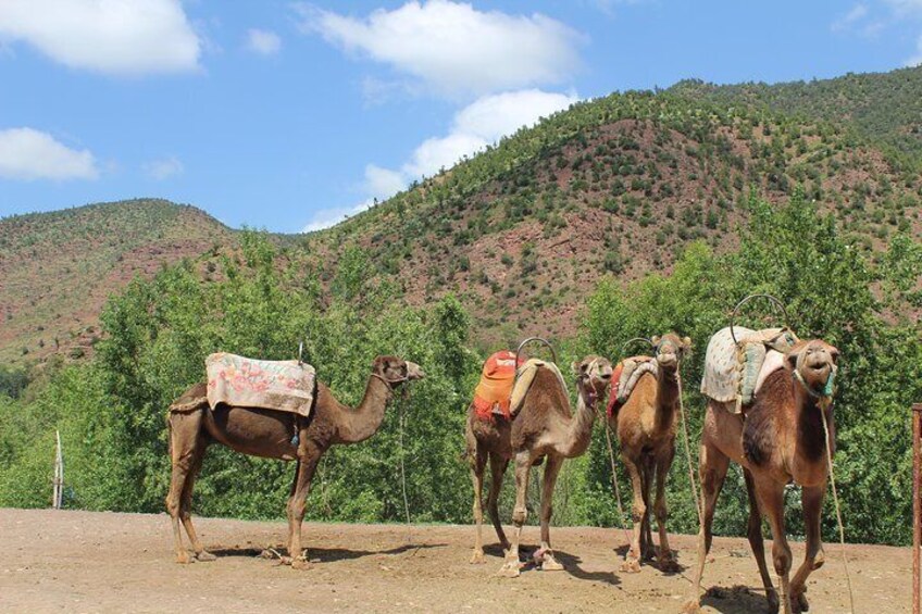 Camel Ride