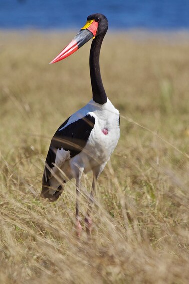 Show item 4 of 7. Shoebill Stork & other bird species birdwatching