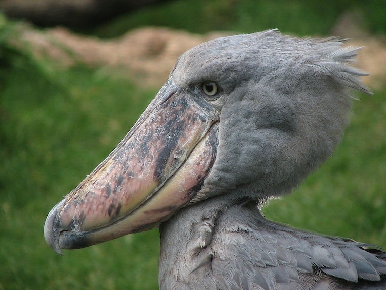 Show item 1 of 7. Shoebill Stork & other bird species birdwatching