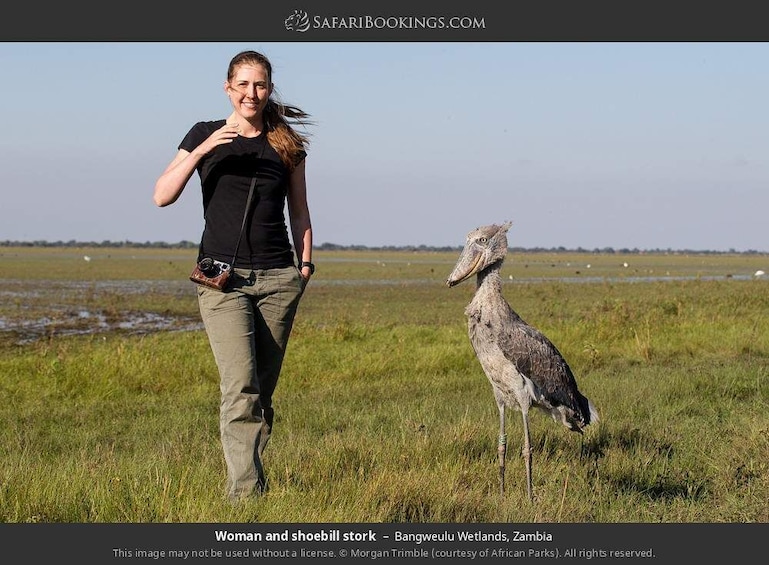 Show item 3 of 7. Shoebill Stork & other bird species birdwatching